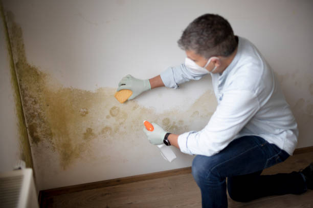 Best Real Estate Mold Inspection  in Galena, OH