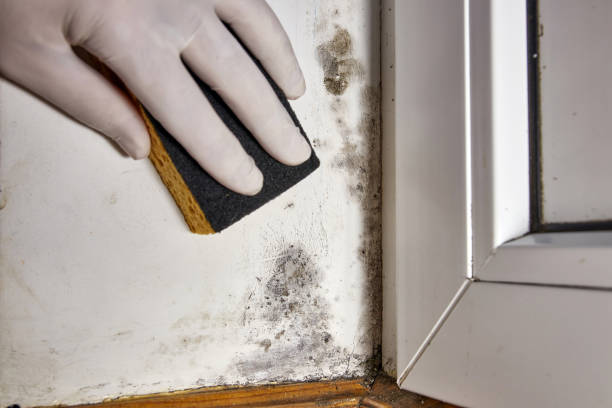 Best HVAC Mold Inspection and Cleaning  in Galena, OH